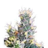 YUHBARY AUTO - ANESIA SEEDS